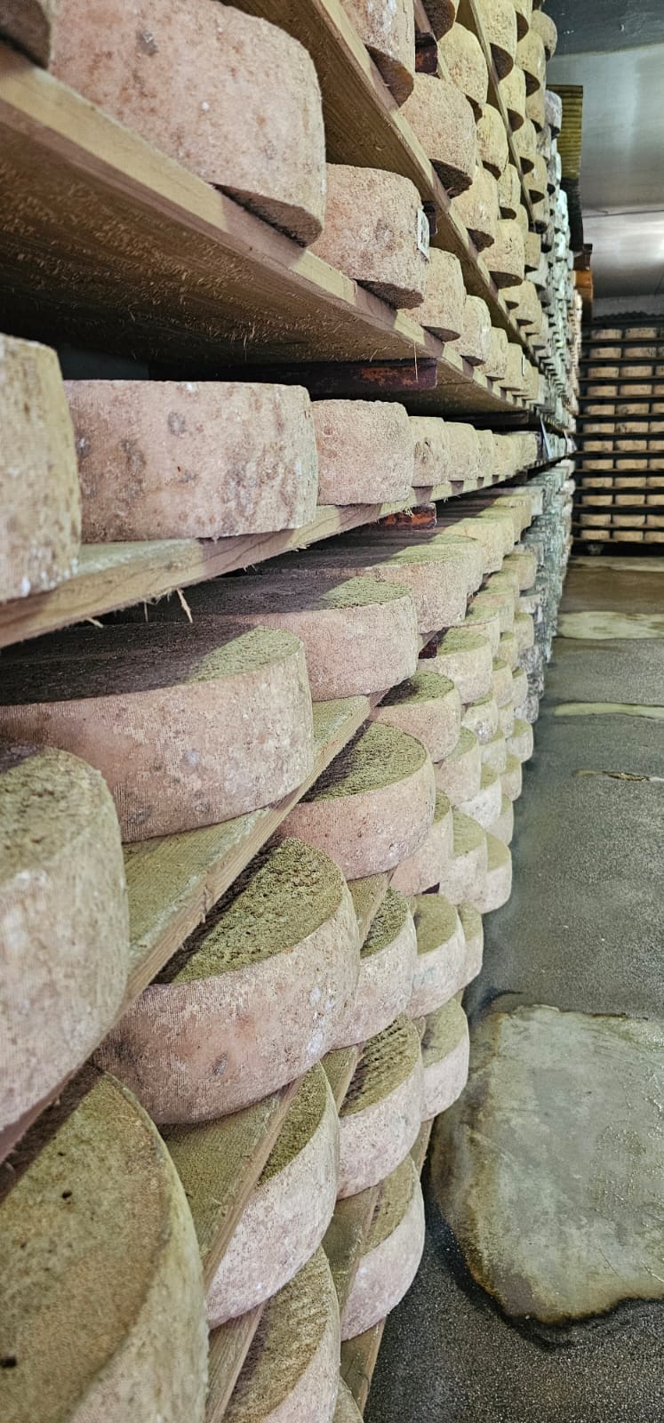 LO STRAVECCHIO DI MONTAGNA "vanoli"